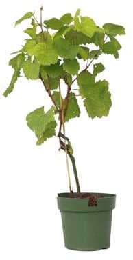 Plant in a Box - Vitis vinifera 'Vanessa XL' - Plant de raisin - ⌀21cm - Hauteur 60-75cm