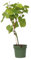Plant in a Box - Vitis vinifera 'Vanessa XL' - Plant de raisin - ⌀21cm - Hauteur 60-75cm