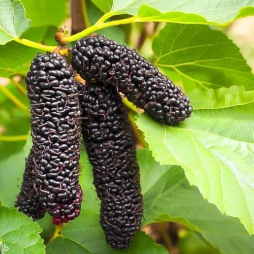 Schwarze Maulbeere Illinois Everbearing 2L - Obstpflanzensämling
