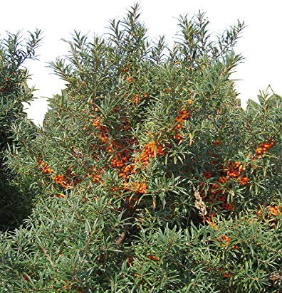 Sanddorn 50+ Samen -Hippophae rhamnoides- Essbar und Gesund
