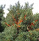 Sanddorn 50+ Samen -Hippophae rhamnoides- Essbar und Gesund