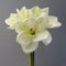 Fuchs seit 1895 Künstlicher Amaryllis Bund in Creme Kunstpflanze 30 cm