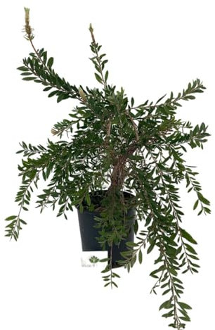 Callistemon Citrinus Albus Pianta ornamentale da esterno prodotta da Vivai del Sole vaso diametro cm 26