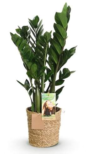 Zamioculcas Plante verte robuste pour salon, bureau et chambre à coucher, avec panier, 65-75 cm, avec panier, facile d'entretien, feuilles brillantes et aspect luxueux