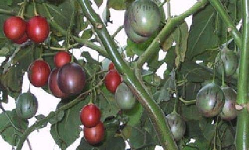 . GGG Fuchsia, Fuchsia Samen, Blumen Fuchsien Seeds - 100st: 8