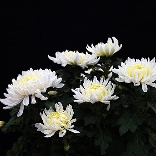 Chrysanthemen Winterhart 300 Weiß Blumensamen Gastgeschenk Bonsai Samen Chrysanthemen Bodendecker Samen Winterhart Schnittblumen Samen Balkonpflanzen FrüHlingsblumen