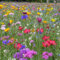 5000 piezas Semillas de flores silvestres Semillas de pradera de flores perennes. Semillas de flores silvestres prado de abejas Semillas de flores silvestres perennes resistentes Semillas