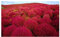 Kochia scoparia red - Besen-Radmelde - Besenkraut - Sommerzypresse - 10 Samen