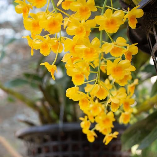 200 pcs Dendrobium nobile samen - seed mittagsblume winterhart orchideen orchidee pflanze, gartenarbeit winterharte pflanzen für garten pflanztopf blumen geschenk bienenwiese zimmerpflanzen