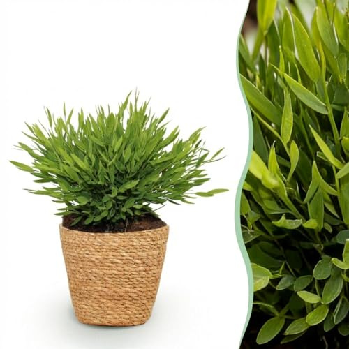 Bamusa Pogonatherum Monica - Bambou - Plante pour animaux - Vert - avec panier - 20cm - Ø12cm - Plante d'intérieur - Ensemble complet - Plante avec pot