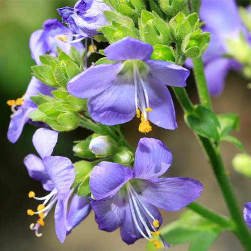 You Garden - Jacob's Ladder ‘Bressingham Purple’ Established Polemonium Plant in 9cm Pot
