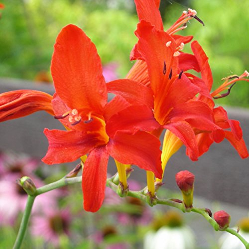Blumixx Stauden Crocosmia masoniorum 'Lucifer' – orangerote Montbretie, leuchtende Sommerblüte, ideal für sonnige Beete & Rabatten