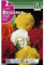 BULBO BEGONIA DOBLE FLOR DE CAMELIA - 2 BULBOS