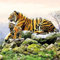Ambiente Serviette Lunch - Tigers - Tiger 33x33cm 20Stk/Packung
