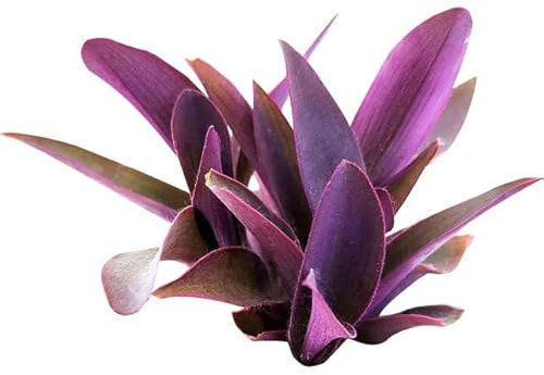 Tradescantia Pallida Planta Natural Llamativa por sus Coloridas Hojas