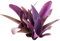 Tradescantia Pallida Planta Natural Llamativa por sus Coloridas Hojas