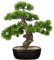 Briful Kunstbonsai Naturgetreue Kunstpflanze Wie Echt Künstliche Bonsaibaum mit Topf für Bad Büro Fensterbank Dekoration, Höhe 40cm