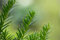 Taxus baccata 'Overeynderi' 30-40 cm - Eibe, immergrün, ideal für Hecken und Formgehölze, winterhart, pflegeleicht