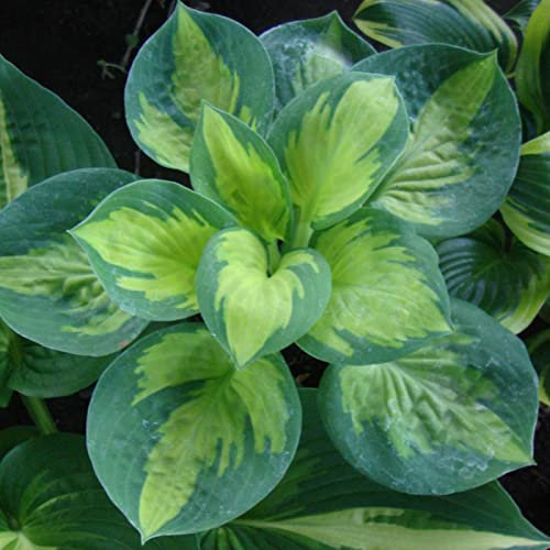 Hostazwiebeln: Winterharte, Schnell Wachsende Funkien, Perfekt FüR FrüHlingsspaß. üPpiges Laub Verleiht Ihrem Garten Bleibende SchöNheit!-8zwiebeln-c