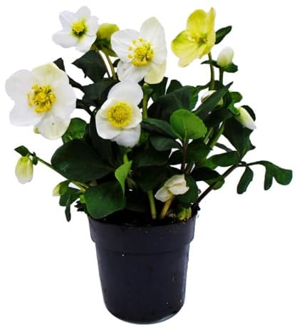 Christrose Helleborus niger 11cm Topf viele Knospen