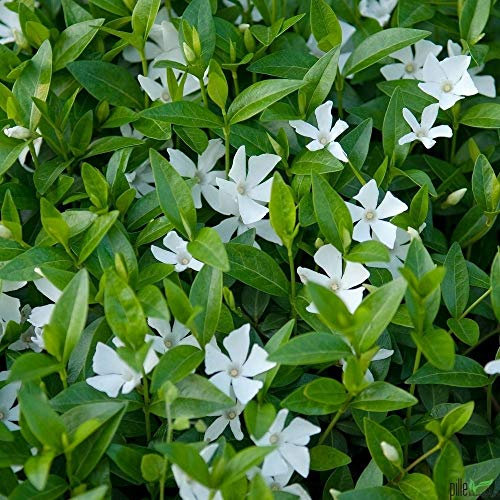 Vinca minor alba immergrüner Bodendecker winterhart 5-7 Triebe pro Topf weiß (50 Stück)
