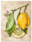 wandmotiv24 Leinwandbild Obst & Gemüse, Hochformat, Zitrone, Zeichnung, Küche M0389