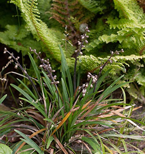 Schlangenbart Minor - Ophiopogon japonicus - Gartenpflanze