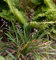 Schlangenbart Minor - Ophiopogon japonicus - Gartenpflanze