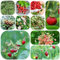 pianta di fragola selvatica - semi piante resistenti in vaso pianta da balcone piante in vaso semi di frutta fragole selvatiche da frutto biologici per giardino roccioso resistenti 600pcs