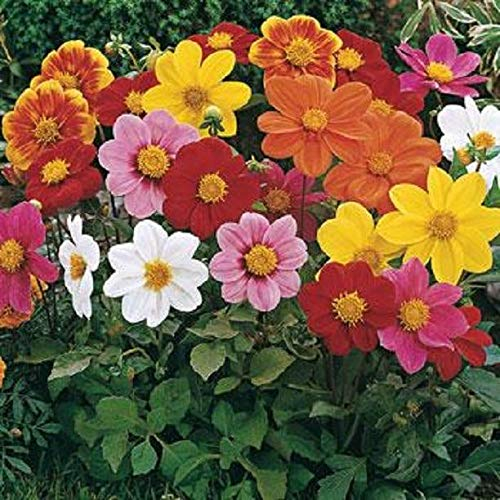 Portal Cool Samen Paket: Dahlie MignonDahlia Variabilis 50 Samen