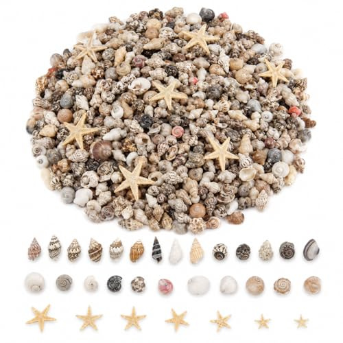CSLGDMAI 1221 Stück Mini Muscheln und Seesterne zum Basteln | Natur Stranddeko zum Basteln – Ideal für Kerzen Deko, Hochzeit, Epoxidharz Kunst, Beach Party, Aquarium & DIY Projekte