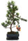 Bonsai2u - Bonsai Steineibe - Podocarpus macrophyllus - ca. 6 Jahre - Kunstbaum - 13 x 8 cm