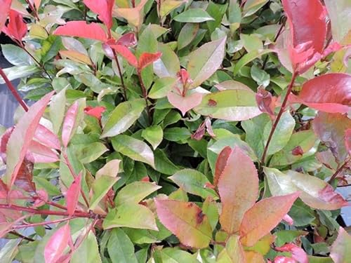 20 Stück Rote Glanzmispel Red Robin (Photinia fraseri) im Topf 15-25 cm