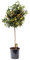 Kumquat mit Frucht 130-160 cm Fortunella margarita Citrus Zitrus Zitruspflanze