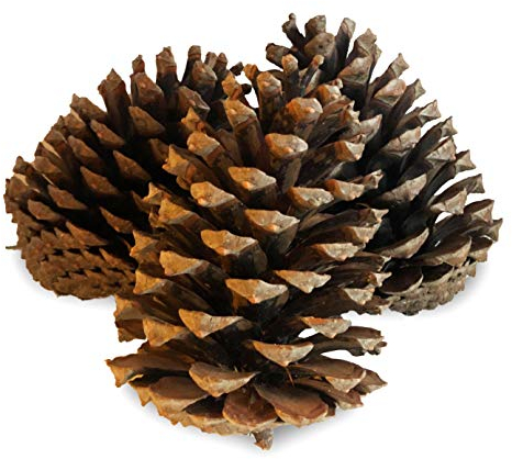 Radami 15 x XL Pinienzapfen Tannenzapfen Kiefernzapfen Pinien Zapfen 14-18cm