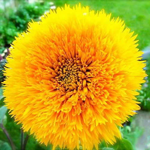 Haloppe 30 Stück Sonnenblumenpflanzensamen für die Bepflanzung des Hausgartens, Teddybär-Sonnenblumensamen, jährliche Samen für den Hof Gelb