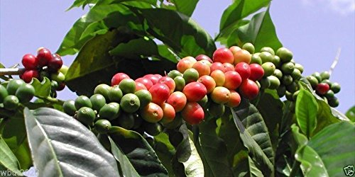 10 Coffea Pflanzensamen (Jamaican Blue Mountain Kaffee) Wachsen Sie Ihren eigenen Kaffeebaum!