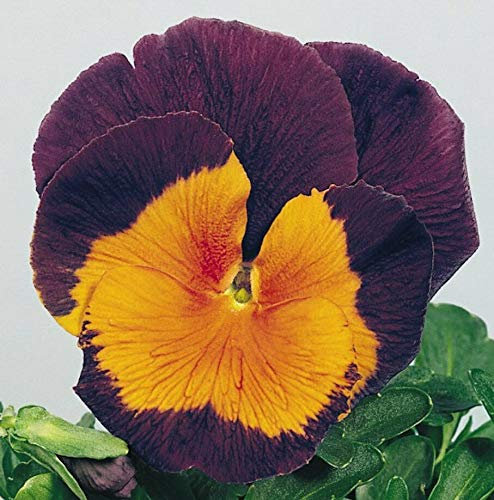 Pansy Joker Violet Gold x 25 Seeds, Excellent Bedding Plant, Fairy Flower Seeds
