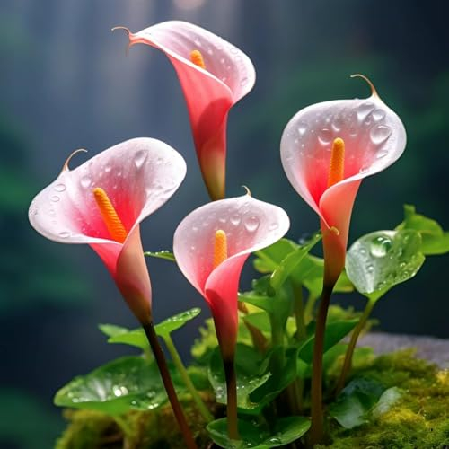 Calla Lily Zwiebeln Calla lily plants live Calla winterhart mehrjährig Calla zwiebeln winterhart mehrjährig Calla lily plant
