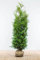 Lebensbaum ‚Brabant‘ – Thuja occidentalis – Heckenpflanze – Auswahl der Höhe 60–225 cm – immergrün & schnell wachsend – ideal für dichte Hecken und Sichtschutz (Variante 180-200cm)