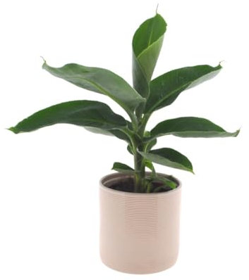 INTENZ | Bananenpflanze | 30cm | mit Off-weißem Keramiktopf