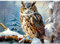 NAIMOER Diamond Painting Eule, Diamant Painting Erwachsene Diamond Painting Winter Erwachsene Bilder Tiere Diamant Painting Kinder 5D Diamant Malerei Stickerei für Home Décor(30x40cm)