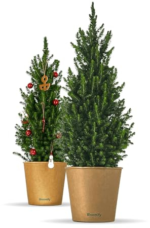 Bloomify® Zwergfichte Fridolin | 90-120 cm großer winterharter mini Weihnachtsbaum | echte Zuckerhutfichte für Drinnen und Draußen | Pflanze für Topf und Garten | Konifere mit herrlichem Duft