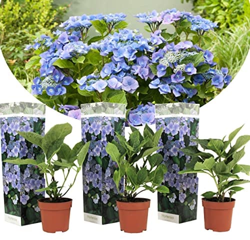 Plant in a Box - Hydrangea macrophylla teller 'Nizza' - Set de 3 - Hortensia - Plante jardin exterieur robuste fleurs bleu - Pot 9cm - Hauteur 25-40cm