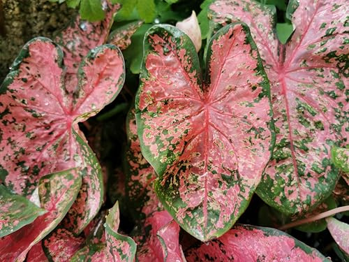 RARITÄT : Caladium  Pink Beauty , Buntblatt - Rarität, Zimmerpflanze, Aroids - Pflanze