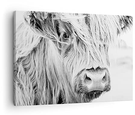 Bilder auf Leinwand Kuh Scotch Tier Leinwandbild mit Rahmen 70x50cm Wandbilder Dekoration Wohnzimmer Schlafzimmer Küche Deko Klein Wanddeko Bild Wand Kunstdruck Art Wall Decor Canvas AA70x50-5129