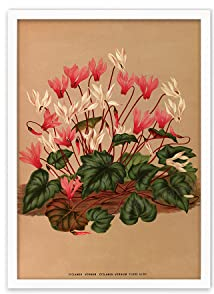 Stampa artistica botanica antica – Poster vintage con fiori di ciclamino in formato A3 (bianco piccolo)