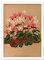 Antiker botanischer Kunstdruck - Wanddekor Kunst Vintage Alpenveilchen Blumen Poster A3 (weiß klein)