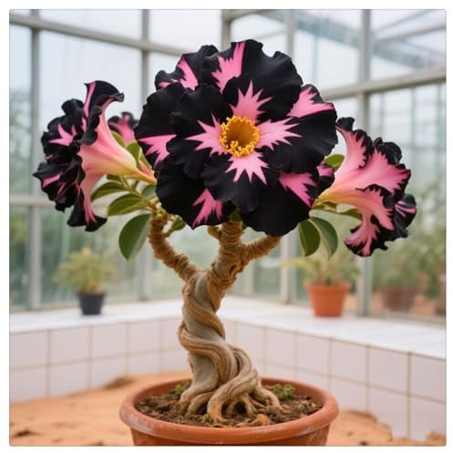 Rose du désert rustique - Rhizomes de rose du désert - Meilleur choix pour les arrangements de jardin - Pétales de différentes couleurs - Facile à cultiver - 1Rhizome-C