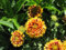 30 SUNDANCE BICOLOR GAILLARDIA Pulchella Indian Kokardenblume SeedsComb S/H